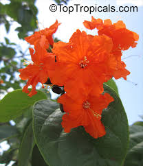 Image result for Geigeria schinzii