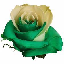Maybe you would like to learn more about one of these? Green And White Roses Farm Direct Flowers Flower Explosion