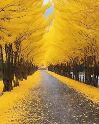 Yellow Spring Road in Japan: Nature's Perfection | Sunset Views | TikTok