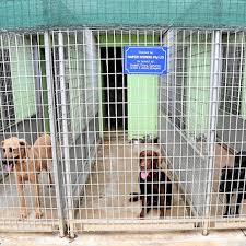 I love animals and admire the work you do. Teach Kids To Care For Animals Spca Urges Education Department