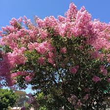 Pink flowering tree identification australia. Small Flowering Trees For A Melbourne Summer