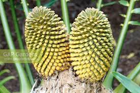 Image result for Encephalartos transvenosus