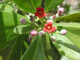 Image result for Canellaceae