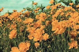 The dermalinfusion is a triple threat . How To Add A Vintage Aesthetic To Photos Adobe