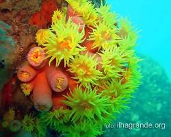 Imagem de Recifes de coral no Parque Nacional Marinho de Ilha Grande