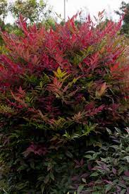 Nandina Domestica Obsession Plants Garden Shrubs Southern Living Plants