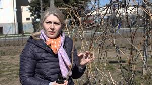 Vita de vie salbatica este apreciata pentru efectul decorativ, pentru aspectul deosebit al frunzelor si al micutelor fructe insa, cu toate acestea, planta este considerata ca fiind si un amic al gradinii, avand in vedere ca este una dintre cele mai puternice plante invazive. Cum Sa Taiem Corect Vita De Vie In Uscat Primavara Youtube