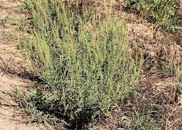 Image result for Heliotropium zeylanicum