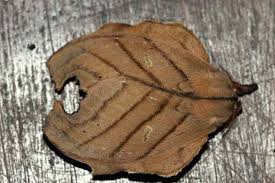 Leaf Moth From Brazil Moth Insects Moth Caterpillar