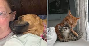 Contact our pet rehoming coordinator, or request zuchon shichon teddy bear dog rehoming services today. 50 Pet Rescue Photos That Show The Power Of Love