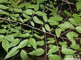 Image result for Celtis