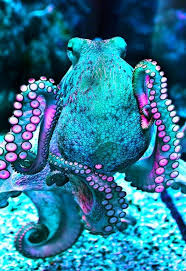 Bring Color To Your Day With These 18 Ridiculously Stunning Creatures Beautiful Sea Creatures Ocean Creatures Sea Animals