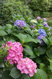 Pruning Hydrangeas Changing Their Color Reviving Wilting Blooms Other Tips And Tricks That Will Make You A Hydrangea Boss Driven By Decor
