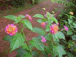 Facts About The Lantana Flower Lantana Flower Shade Garden Plants Flower Garden Pictures