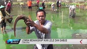 Penangkapan ikan merupakan salah satu profesi yang telah lama dilakukan oleh manusia. Lomba Menangkap Ikan Lele Dan Gabus Youtube