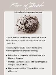 Jericho Flower Rose Of Jericho In 2021 Jericho Rose Magickal Herbs Magic Herbs