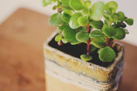 Image result for Portulacaria
