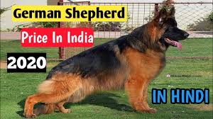 The cost of the puppy depends on the parentage and pedigree. German Shepherd Price In India 2020 In Hindi German Shepherd Price List Pets Plaza Youtube