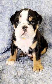 Learn more about our shipping services. Pet Shipping Rates Services Canada