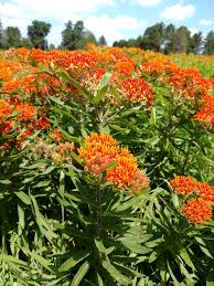 3000 e delhi, ann arbor, mi 48103. Michigan Wildflower Farm