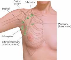 Image Result For Degowin S Diagnostic Examination Tenth Edition Nails Lymphatic System Lymph Massage Lymphatic Massage