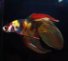 Veil Tail Candy Betta Siamese Fighting Fish Betta Fish Types Betta Fish Tank Betta
