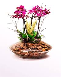 Space Dort Dal Mor Orkide Orkideler Cicek Mor