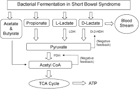 D Lactic Acidosis Petersen 2005 Nutrition In Clinical Practice Wiley Online Library