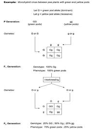 4 3 Theoretical Genetics Bioninja