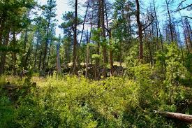 Montana Camping Land for Sale between $100K and $250K