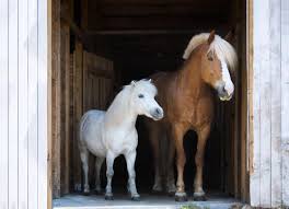 How Much Horsepower Does A Horse Have? - Facts.Net