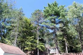 Maybe you would like to learn more about one of these? Why Are So Many Evergreens Dying Preen