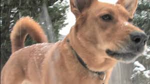 Its features vary depending on the dominant breed. Stella The Chow German Shepherd Plays In The Snow Youtube