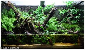 2005 Aga Aquascaping Contest Entry 62 Aquarium Landscape Aquascape Aquarium Aquascape