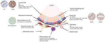Image result for Expressed Prostatic Secretion