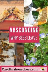 Absconding Bees Why Bees Leave The Hive Bienen