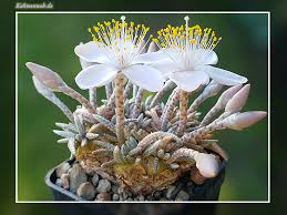 Image result for Anacampseros subnuda