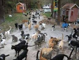Tashirojima Cat Island Cat Sanctuary Cat Island Herding Cats