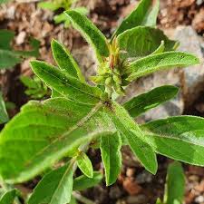 Image result for Ocimum filamentosum