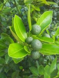 Menyediakan produk limau kasturi sabun limau kasturi dan obat herbal buat diet dan dapat mengobati berbagai penyakit. 77 Kasturi Lime Ideas In 2021 Fruit Trees Lime Citrus Trees