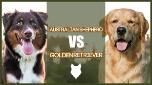 Colors include blond, yellow and gold. Australian Shepherd Vs Golden Retriever Youtube