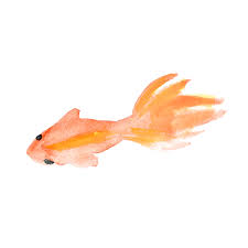 金魚sui Sai水彩画イラストフリー素材集