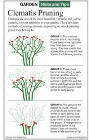 Maybe you would like to learn more about one of these? Pruning Clematis Vines By Jeff Rugg Clematis Plants Garden Vines Pruning Clematis