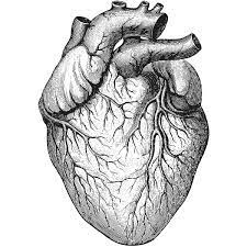 Anatomical Drawing Heart 25 Heart Anatomy Drawing Human Heart Drawing Heart Illustration