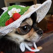 Dog S Baseball Cap Helm Hats For Dogs Dog Etsy Puppy Hats Dog Hat Visor Cap