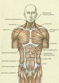 The muscles that make up the quadriceps are the strongest and leanest of all muscles in the body. Muscles Of The Neck And Torso Classic Human Anatomy In Motion The Artist S Guide To The Dynamics Of Figure Drawing