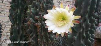 De esta especie existe una variedad muy llamativa con flores naranjas muy hermosas, denominada ferocactus este tipo de cactus son los que con mayor frecuencia se usan en la decoración de jardines además de ser ideales para cultivar en macetas. Cuando Florecen Los Cactus Botanical Online