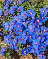 Image result for Anagallis barbata