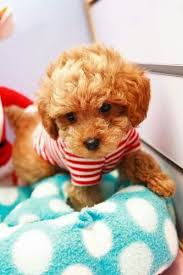 Craigslist Erie Pa Pets Find a pet, pet care, or connect with other pet owners. craigslist erie pa pets