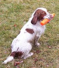 Once bred as birding dogs, they still have that retriever instinct and mentality, making for an energetic and intelligent pup that excels in competitions. English Cocker Spaniel Wikipedia